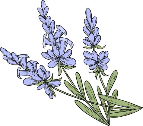 lavender clip art free images.